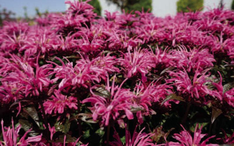 Bee balm has exceptional mosquito-repelling properties. Many insect-deterring plants work by crushing leaves, stems, and flowers to release the plant’s volatile oils. Bee balm is an exception, as it grows and blooms, it releases fragrances mosquitoes dislike (image: greatgardenplants.com).