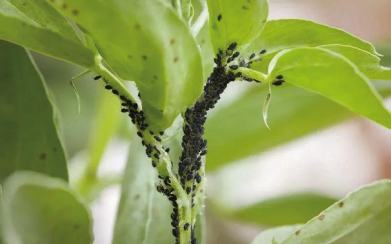 Aphids are feasting on the tender new plant growth. Many gardeners don’t realize that aphids are born ‘pregnant’ and can begin producing offspring from inception. If unchecked, their population will continue growing exponentially, literally extracting the life from plants.