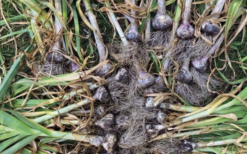Bountiful garlic harvests are eaily attainable for every SETX gardener since our fall and winter climate is conducive to growing garlic. Simply follow the garlic planting guidelines for a bumper harvest (image courtesy: thedallasgarden. com).