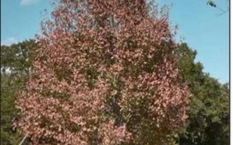 Will The Trees Come Back?