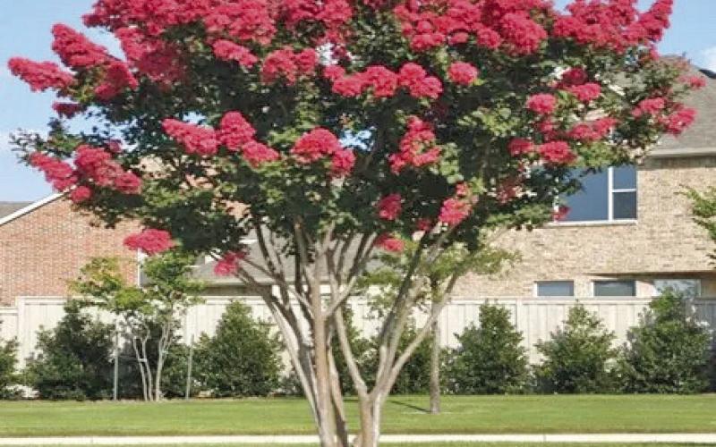 Providing crepe myrtles require minimal pruning and provide stunning curb appeal when proper pruning techniques are utilized. Removing the tree’s canopy each season as a pruning technique creates gnarled lobes where weak sprouts will grow that cannot support the weight of flowers(courtesy: greenthumbsgarden. com).