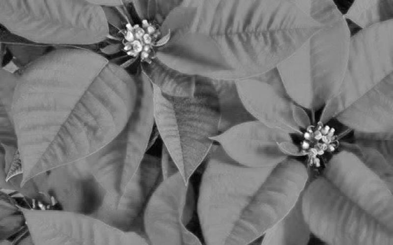 The Poinsettia plant is considered by many gardeners to be symbolic of Christmas. They are available in extraordinary colors, welcome additions to our homes, and make wonderful gifts to family &amp;amp; friends. If plants are provided with an appropriate level of care, they can last many years (image courtesy: insider.com).