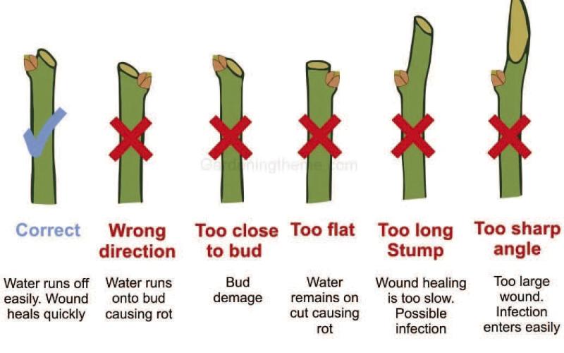 Rose pruning is necessary to remove diseased or damaged canes. Canes must be cut at a 45-degree angle, at least ¼ to ½-inch above an outward-facing bud. Following this rule encourages outward growth, improves circulation, increases sunlight exposure while minimizing damage from crossed canes (gardeningtheme. com).