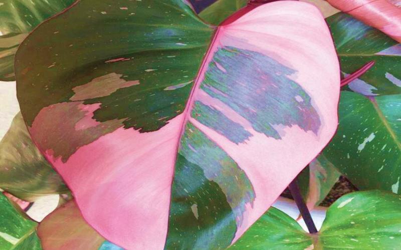 The ‘Pink Princess’ philodendron is a beautiful addition to any gardeners plant collection and will be admired by everyone who casts a gaze upon the plant. Easy to care for with minimal care requirements though over-watering will quickly become detrimental to the plant (image courtesy: urbangardencenter.com).