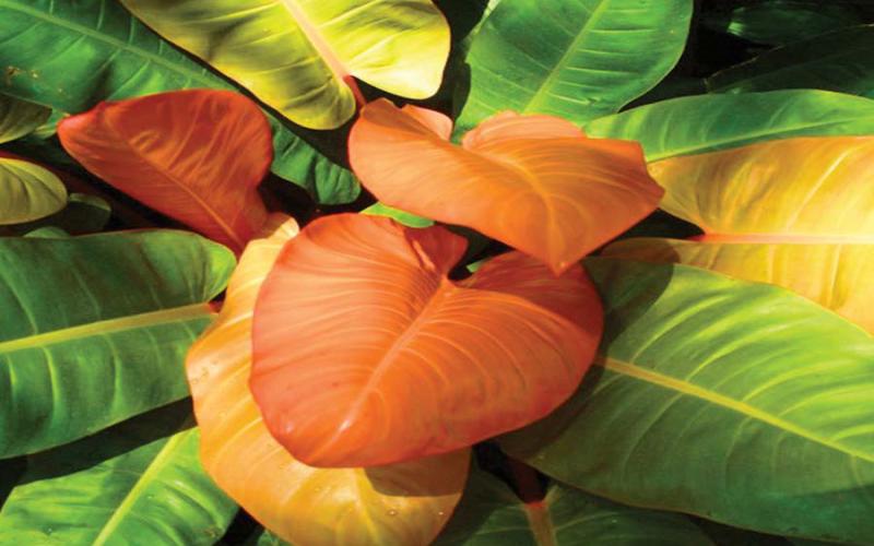 The “Prince of Orange’ is an extraordinary philodendron variety which performs well, energizing any household interior environment when provided bright light and regular watering. The plant has vibrant leaves in colorful hues of yellow, copper, and orange maturing to a medium glossy green (courtesy image: guide-to-houseplants.com).