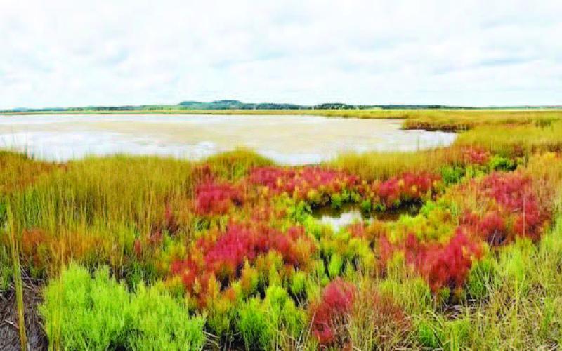Canada Geese and other wildlife utilize the sea pickle as an important food source, but did you know that when cattle graze a salt marsh, consuming the sea pickle plant adds salt and mineral content to satisfy nutrient requirements (courtesy: friendsofrachelcarsonnwr.org).