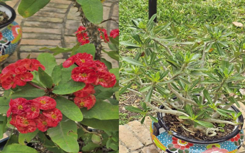 The left image is a Crown-of-thorns and to the right is a desert rose. The Talavera planters accentuate the plant structure and color palette. The succulents are flourishing, appreciating the South TX growing environment. Each plant variety will thrive in SETX, requiring minimal care (images courtesy: Cyndi Hinojosa).