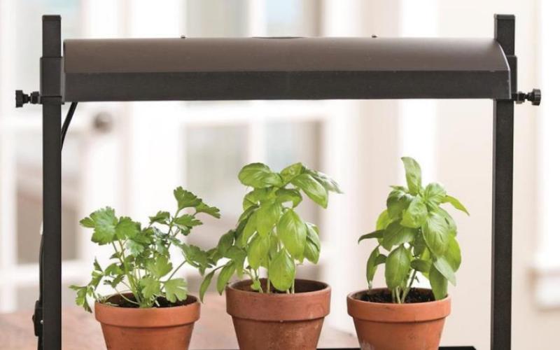 Grow Herbs Indoors for Year-round Enjoyment