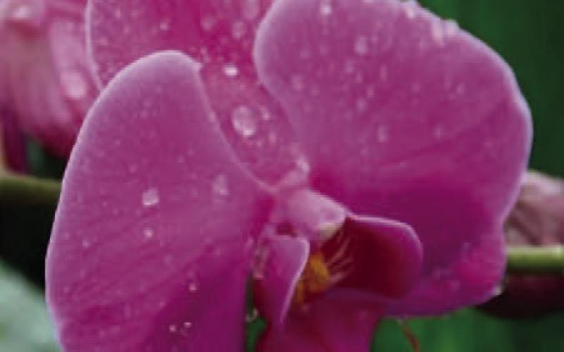 May Programs At Shangri La Gardens