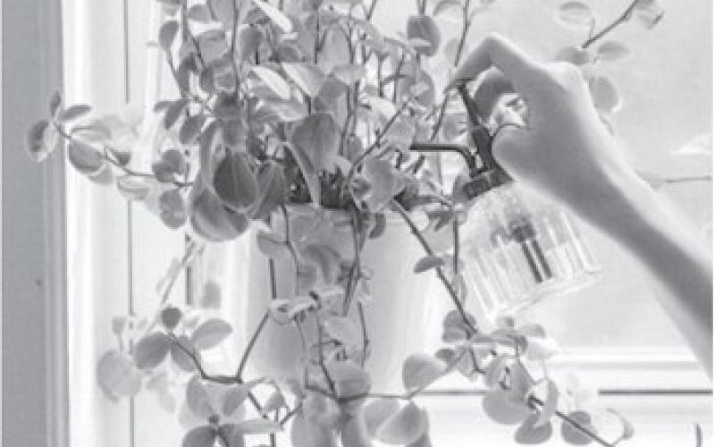 Tips for relocating houseplants outdoors
