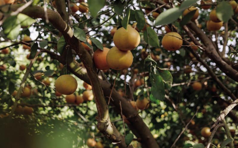 Grapefruit trees at Lone Star Citrus Growers groves in Mission on Dec. 16. A pair of natural disasters — including Winter Storm Uri in 2021 — and a lack of water has put the million- dollar citrus industry and regional leaders on edge. Credit: Michael Gonzalez for The Texas Tribune