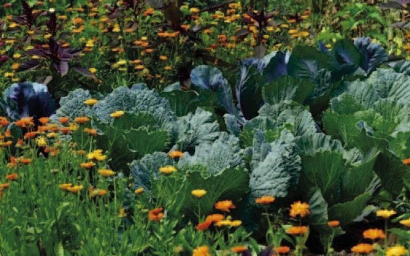 There are many plants, herbs, and flowers which are effective at repelling some detrimental insects with their pungent odors that can disguise the scent of the anticipated host plant from marauders. There are ornamental plants which attract beneficial insects needed for pollination and increased crop yields (courtesy: zerowastehomestead.com).