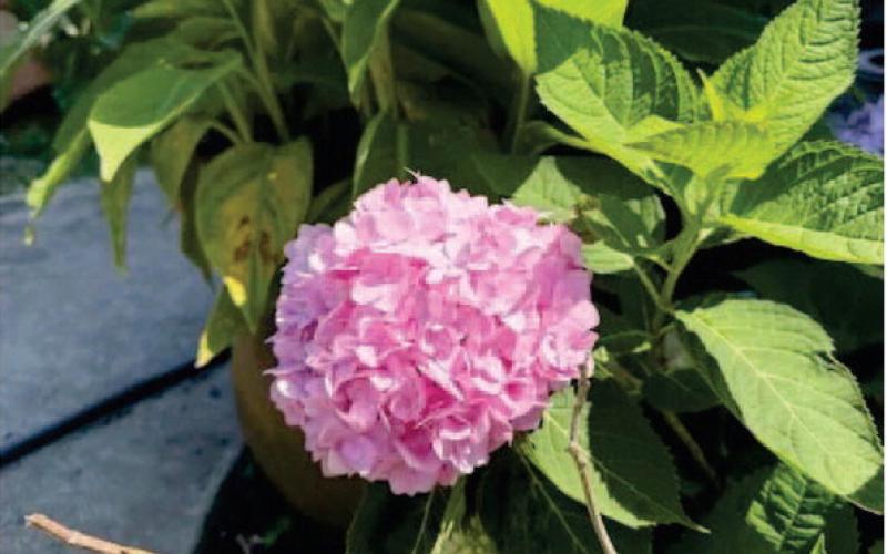 Hydrangeas are known for their large, showy blooms, which can be found in various colors and arrangements. They are popular ornamental plants, thriving in both gardens and containers (Image Courtesy: Walter Avila).