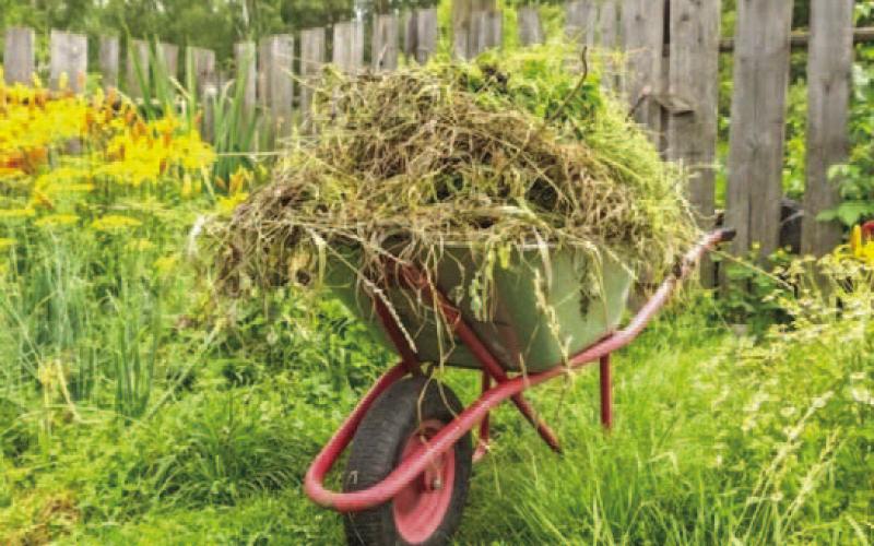 It doesn’t take much time before weeds establish themselves into garden and landscape areas. Unfortunately, gardeners who take the “wait and see” approach to weed management will experience extreme weed infestations quickly. Weed removal from severely infested areas is daunting, time consuming, and labor intensive (image: epicgardening.com).
