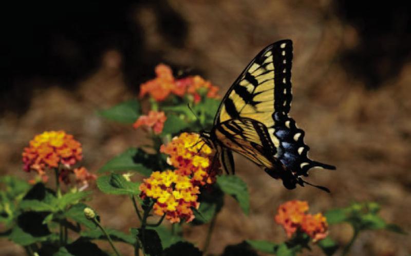Courtesy Photo gardeningknowhow.com