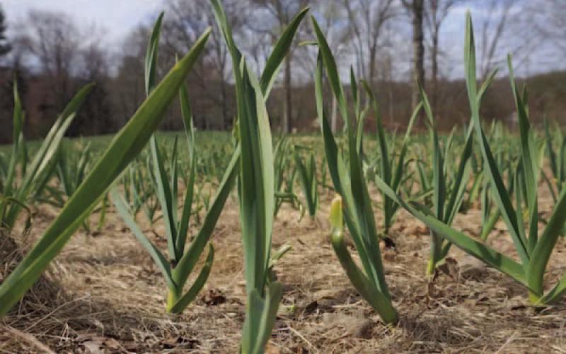 Once leaves begin to appear in spring, it’s time to feed the plants with two teaspoons high -nitrogen fertilizer which slowly decomposes, such as blood meal which must be worked into the soil near the plant (Courtesy: Stonepierpress.org).