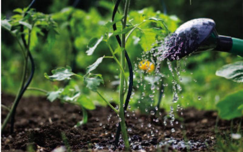 Understanding correct watering techniques conserves water and provides plants with beneficial water without wasting water, Texas' most precious natural resource. Courtesy Photo gardeningknowhow.com