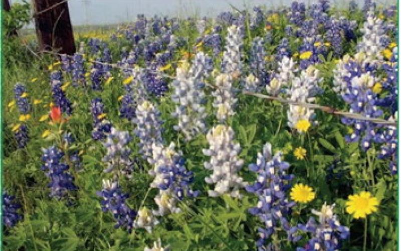 Beautiful vistas abound while traveling through Texas Hill country during spring. Numerous wildflower types provide a visual assault to each spectator with a cacophony of color. A yearly demonstration of Natures’ exuberance. If you are considering a wildflower garden or meadow, preparation begins now to create a stunning vocal point (courtesy: Texashighways.com). Courtesy Photo, John Green, Certified Texas Expert Gardener