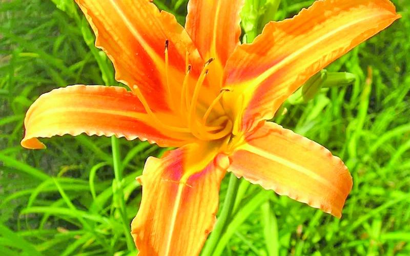 Daylilies (Hemerocallis fulva) are perennials which thrive in most USDA zones, including ours (zones 9A &amp;amp; 9B). The plants are hardy and can manage SETX blistering summers and require only slight maintenance once established (image courtesy: onlyfoods.net).