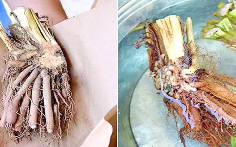 Pictured are bare root daylilies. Bare root shipments are most common to reduce delivery time and shipping costs. Daylily fronds and roots are often trimmed evenly, 2 to 3-inches above and below the crown. Always soak daylilies before planting (Image courtesy: gardengatemagazine.com).
