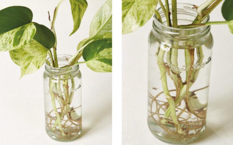 There exist many options to propagate plants. Some propagation methods are simple, requiring minimal effort and limited space. Other methods are vastly more complex, requiring expertise and in depth knowledge (image: thesill.com).