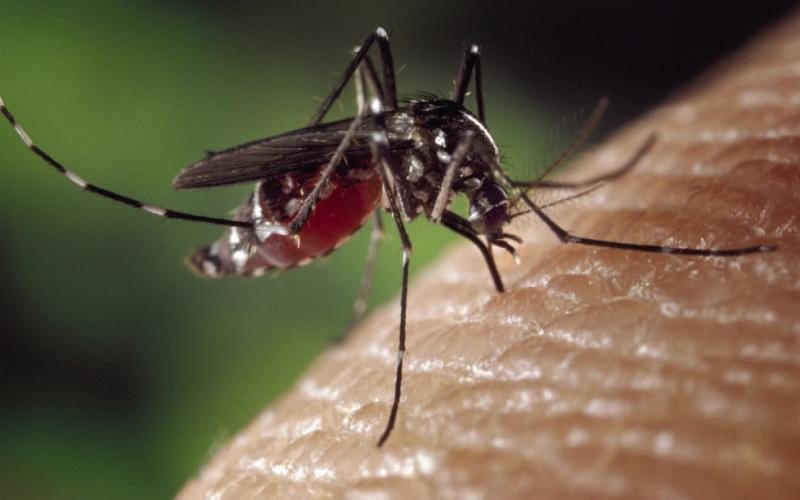 AgriLife experts warn of an increase in mosquitoes testing positive for West Nile virus. Photo courtesy of Texas A&amp;amp;M AgriLife