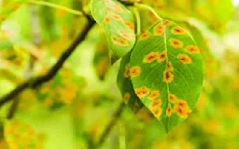 Determining if a tree is ailing from environmental stress or if under attack from insects and disease is difficult as the initial signs may appear similar. This often requires more intense scrutiny and further detailed investigation to determine the culprit and cause (courtesy image: depositphotos. com).