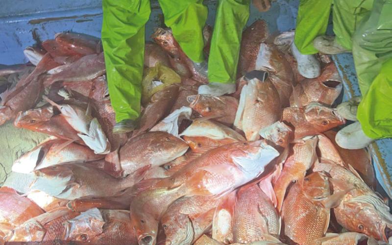 Texas Game Wardens, U.S. Coast Guard, U.S. Customs and Border Protection Intercept Lanchas, Seize Illegally-Caught Fish