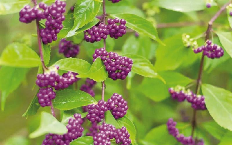 American beautyberry (Callicarpa americana) is an amazing nativar (native perennial) shrub which grows up to 8 feet tall and nearly as wide which can thrive in shady areas. Birds enjoy feasting on American beautyberry, which has an added benefit in that it can be made into delicious jelly (image courtesy: gardenerspath.com).