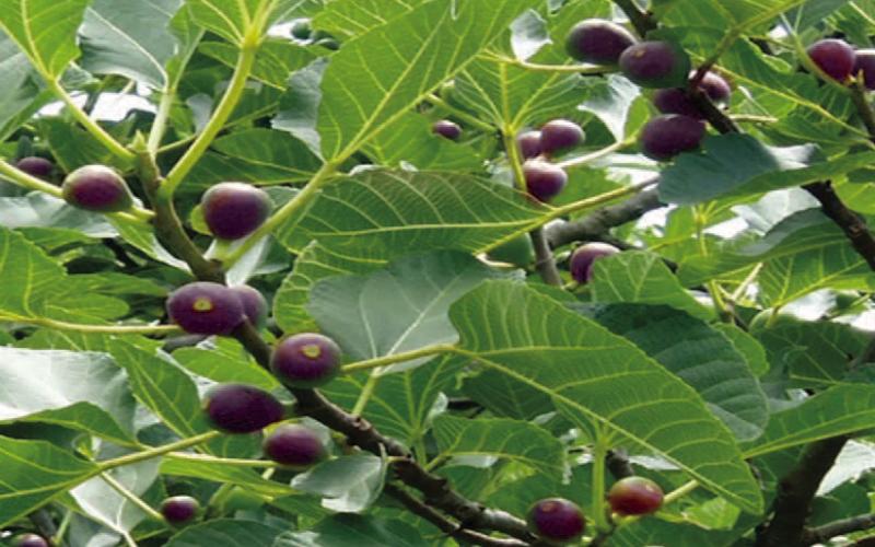 Fig trees are (celeste pictured) are easy to grow and will produce figs for many years if provided full sun exposure, in a well-drained area. The fig is soft and sweet ‘fruit’ with an almost creamy texture. They are used in baking, to sweeten meats, dried as a snack, and made into preserves with an assortment of added flavors. (Courtesy: plantmegreen.com).