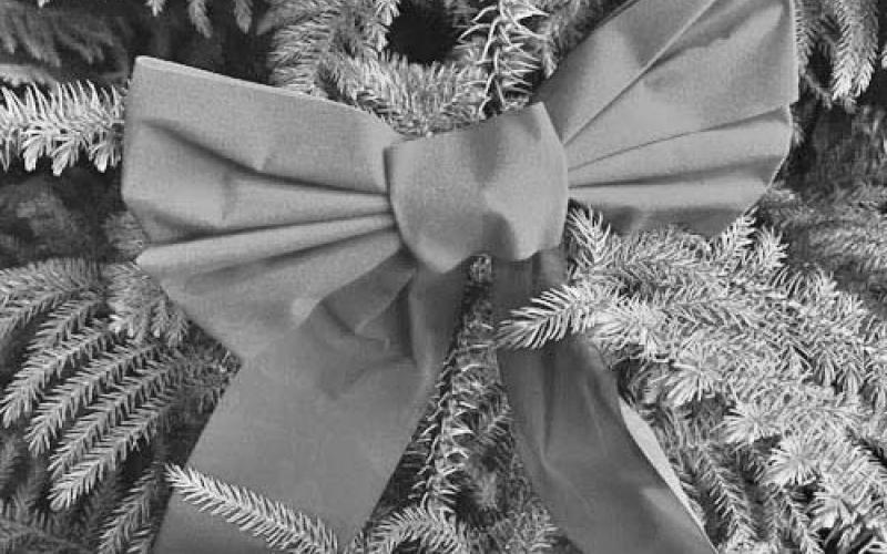 Home for the Holidays: Norfolk Island Pine