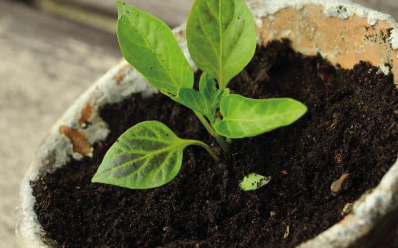 Starting seeds is one of the most economical methods of growing plants and an exciting start to any season, not to mention it is fun to grow plants from seeds (courtesy: almanac.com).