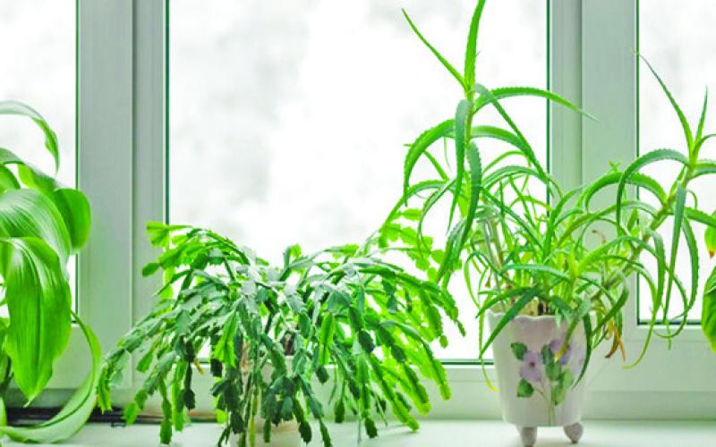 Houseplant Relocation: