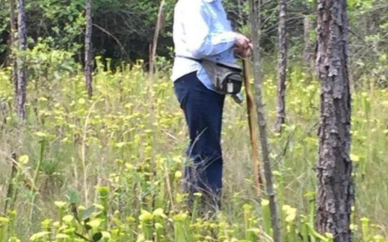 Conservationist Maxine Johnston in Pitcher Plant Patch Courtesy Photo