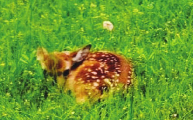 Biologists remind the public not to touch wildlife