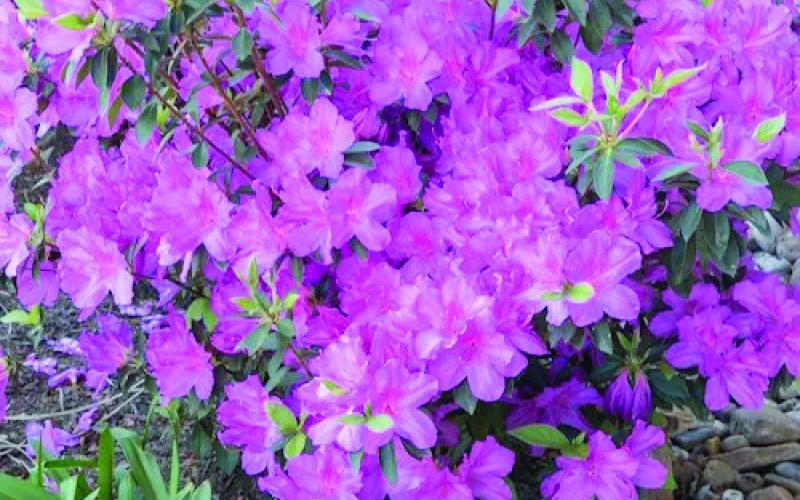 Azaleas can add a dramatic abundance of color to our SETX neighborhoods and landscapes. There are numerous varieties which can thrive in our environment if adequately planted and nurtured (image courtesy: oursouthernlife.com).