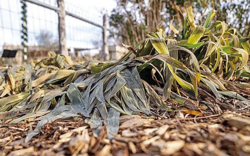 Subfreezing temperatures arrived in SETX but for a few nights but many of our landscape plants show clear evidence of winters’ presence (image courtesy: agrilifetoday.tamu.org).