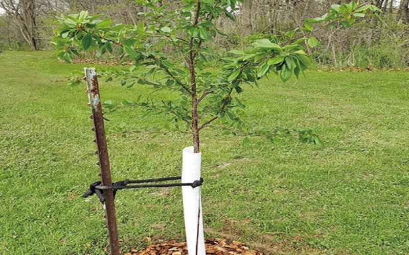 A trees’ planting depth must be level with the soil surface, add a supporting structure, water thoroughly, and mulch to retain moisture. Fruit tree selections should be based upon USDA Zone for the area. Selecting trees which fall outside specific growing zones likely will not produce quality fruit or might not produce fruit at all (simplegardenlife.com).