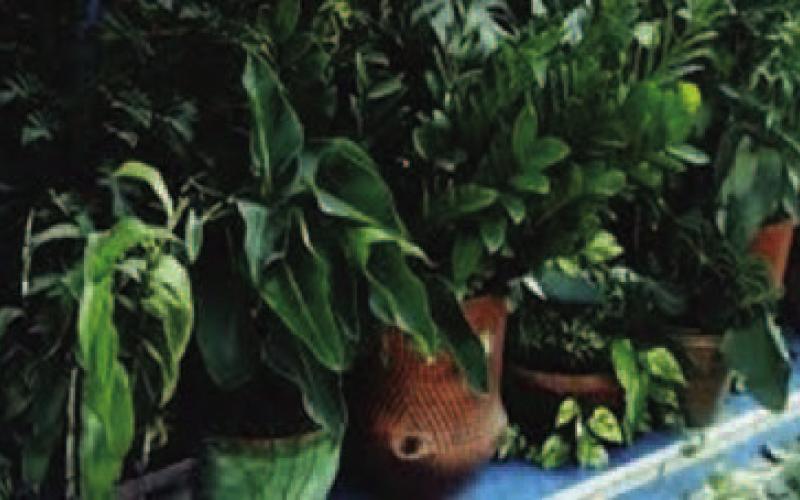 Spring Migration: Time to Relocate ‘Houseplants