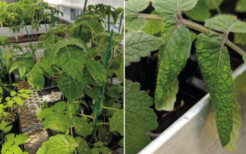 Signs of edema are noticeable on the tomato plant leaves, appearing as lesions. If the environmental conditions persist the tomato plant will continue to deteriorate, fruit production will diminish, and the plant will eventually succumb unless environmental conditions are changed (image courtesy: hortidaily.com).