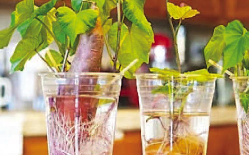 An economical option to propagate sweet potato slips is by purchasing sweet potatoes from a local grocery store. Fill a container with water and submerge a portion of the sweet potato in the container. Place the container in a well-lighted, warm area such as a windowsill and wait for slips to grow (courtesy image: DYIJOY.com).