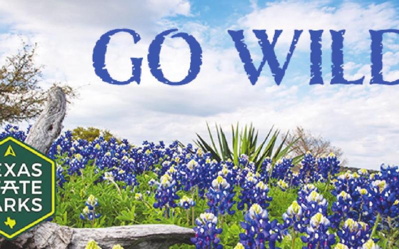 GO WILD!