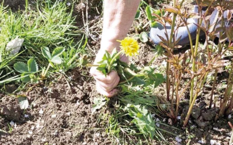 Weeds growing in a garden plot is the bane of all gardeners. Manually pulling weeds from isolated spots is not too much of a burden but the moment a gardener skips a few days of performing such a mundane task quickly becomes problematic requiring more energy to remove and control the weedy issue (Courtesy: kellogggarden.com).