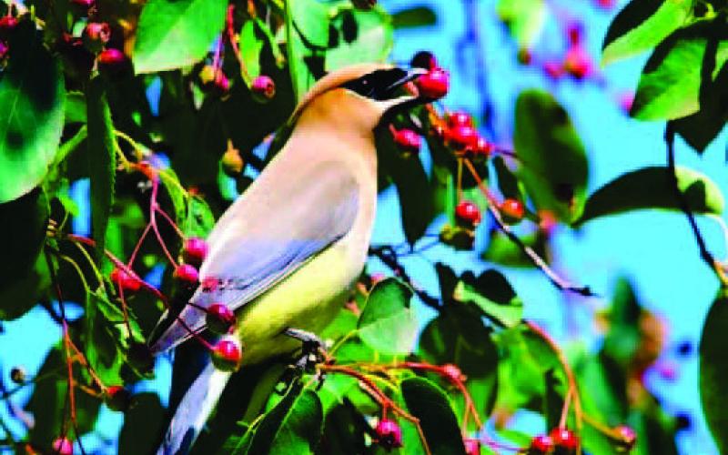 Feathers to Foliage: Significance of native plants