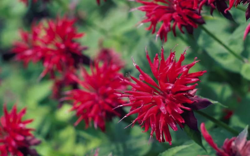 Monarda (Bee Balm) is one of numerous plant varieties considered by many gardeners to have the ability to reduce insect populations (especially mosquito) when strategically planted. There are several plants which have chemical properties insects find offensive when their leaves, stems or flowers are damaged releasing odors some insects find noxious (courtesy: todayshomeowner. com).