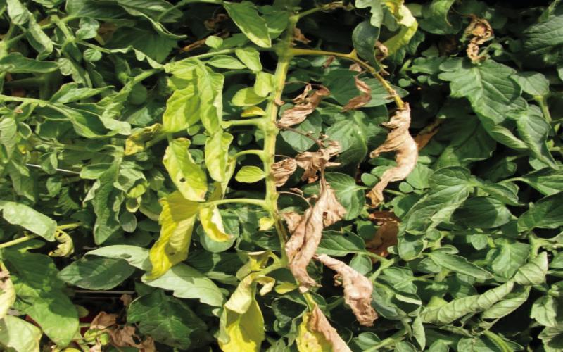 Initial signs of fusarium wilt are yellowing leaves and wilting along one side of the plant, a leaf, branch, or several branches. As the fungus spreads, more yellowing and wilting occurs with leaves dropping off prematurely (image: ag.purdue.edu).