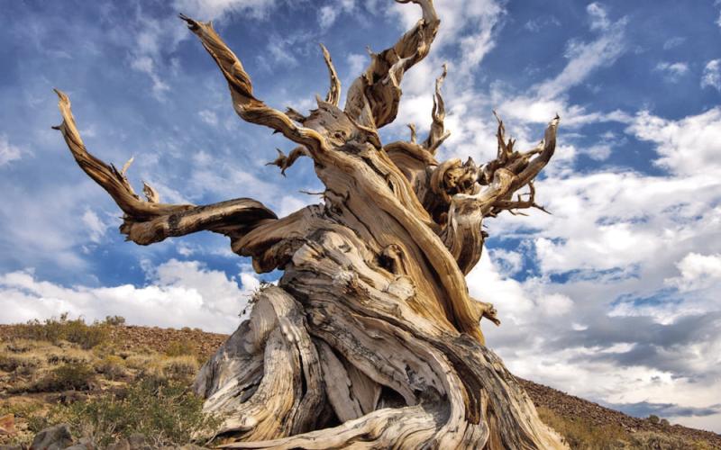 The world’s oldest tree (Methuselah) is more than 4,800 years old and pushing the limits of longevity. The tree is located somewhere in the Inyo National Forest (California’s White mountains). The Forest Service doesn’t provide the tree’s exact location for a reason…ensuring protection against social media hordes who might damage the tree or reckless researchers (Getty image).