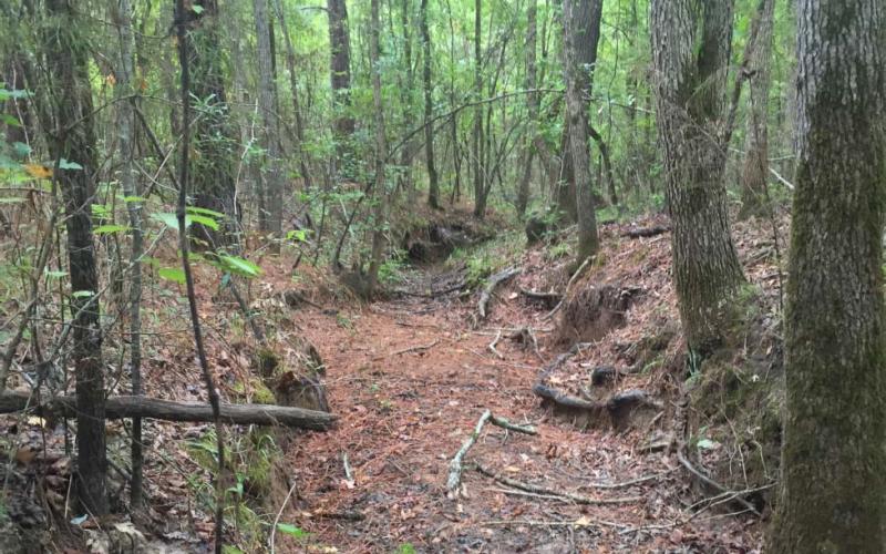 At Neches River National Wildlife Refuge in East Texas, the Service acquired more than 3,000 acres of prime habitat for wintering and nesting migratory birds in the area’s ecologically valuable bottomland hardwood forests.