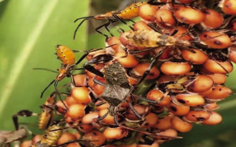 The leaf footed bug in differing life cycles enjoy extracting nutrients from plants piercing foliage, fruit, seeds, and other plant parts using modified mouth parts (tubes) (courtesy image: agrilife.org).