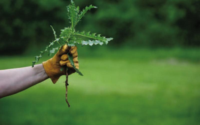 Getting a ‘grip’ on reducing the weed population in lawns, flower beds and vegetable gardens can seem a daunting task, even for seasoned gardeners. It only takes a few weeds producing seeds before weeds get the upper hand. Courtesy Photo